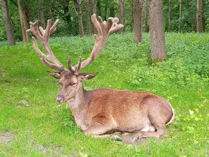 Wildpark Malente