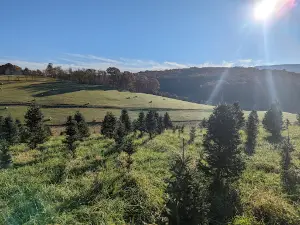 Joe's Trees