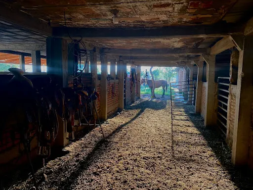 Dam Horses Escuela de monta