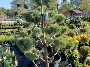 Porter Garden Center