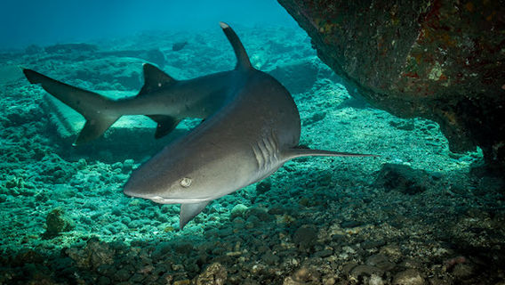 Dive Maui / Hawaiian Rafting Adventures