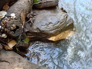 Phu Pha Wua Forest Park