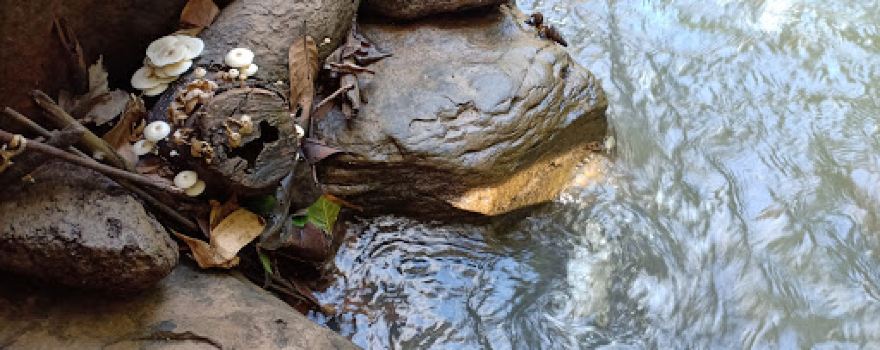 Phu Pha Wua Forest Park