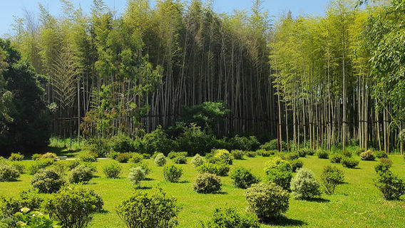 Shekvetili Dendrological Park