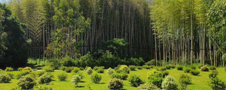 Shekvetili Dendrological Park