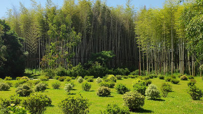 Shekvetili Dendrological Park