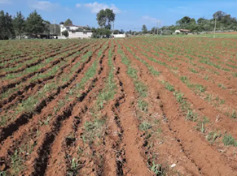 Temazcales (El Jacal)