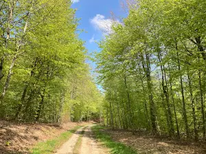 Anlier forest