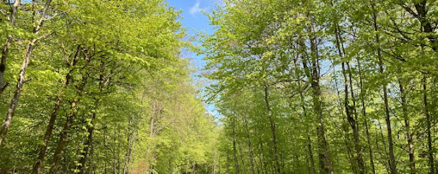 Anlier forest