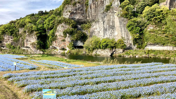 青の洞門対岸のネモフィラ