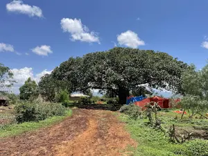 Babile Elephant Sanctuary