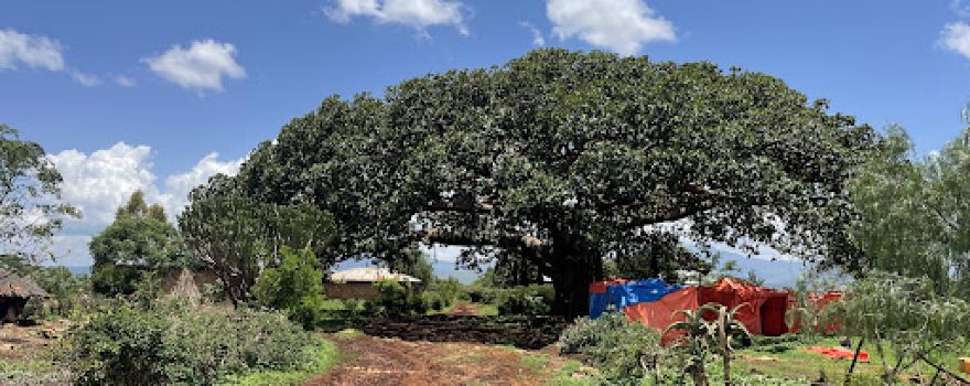 Babile Elephant Sanctuary