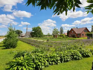 Lavender farm