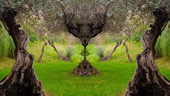 Parque de los Olivos