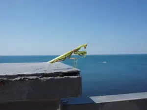 The Lighthouse