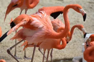 エンペラー・バレー動物園