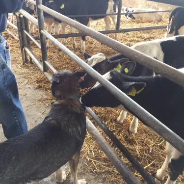 משק קורלנדר