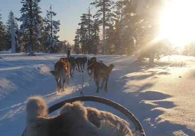 Husky & Co