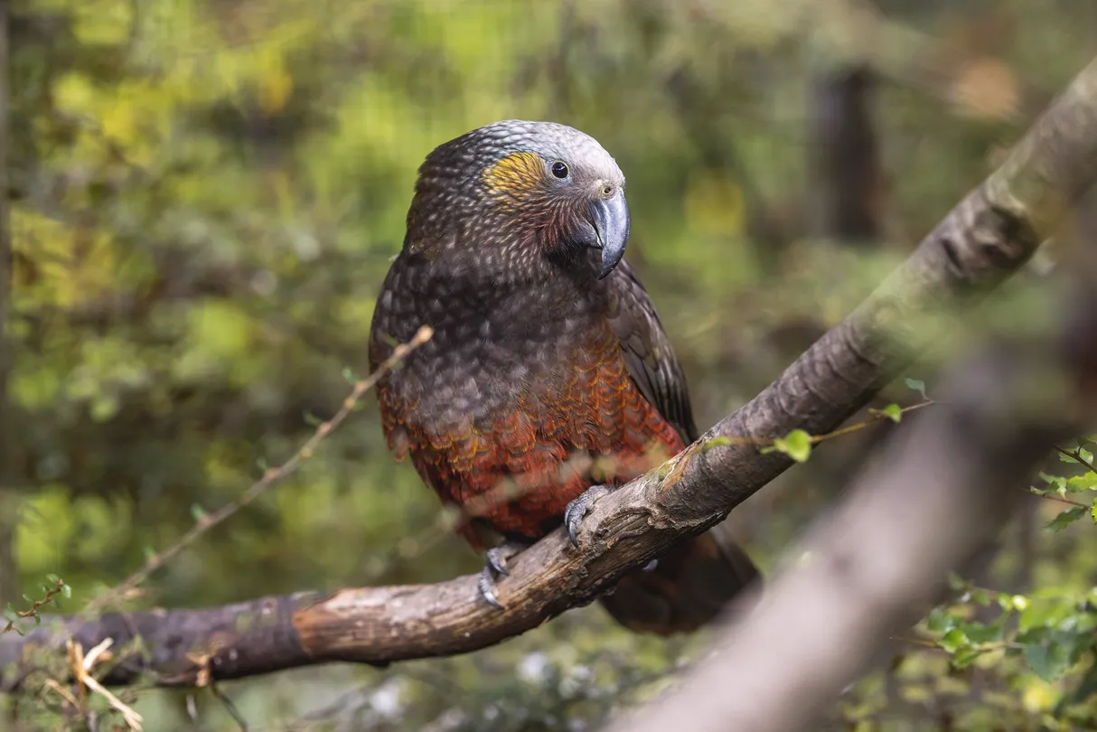 5_Kiwi Park Queenstown