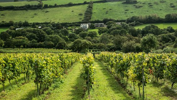Camel Valley