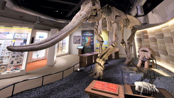 Kumamoto City Museum