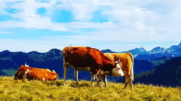 Gstaad