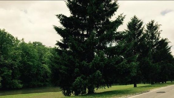Tuhey Park
