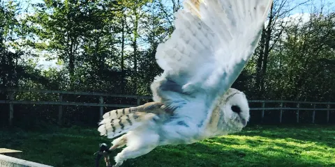 The Bucks Goat Centre