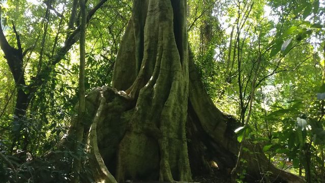 Phu Sang National Park