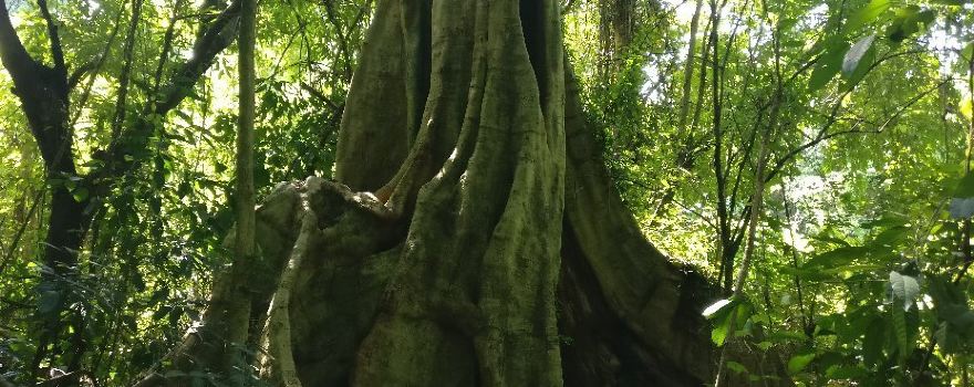 Phu Sang National Park