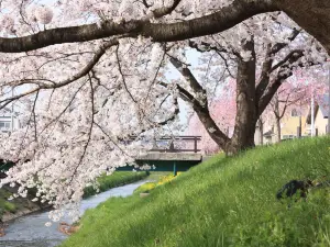 Higashizawa Rose Garden