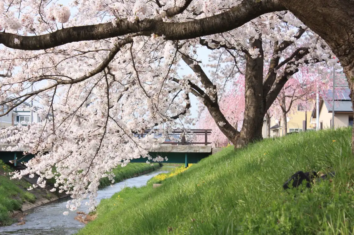 東澤玫瑰公園附近的飯店