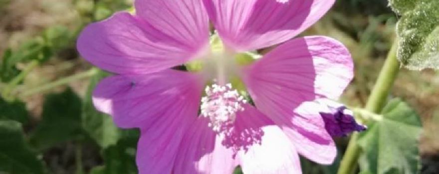 Riserva Naturale Regionale Abetina di Rosello
