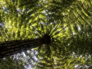 Trounson Kauri Park