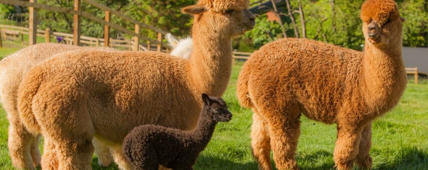 Leven Valley Alpacas