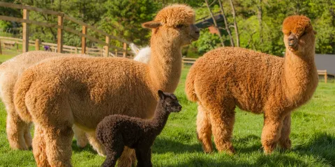 Alpaca Alpaca At Leven Valley