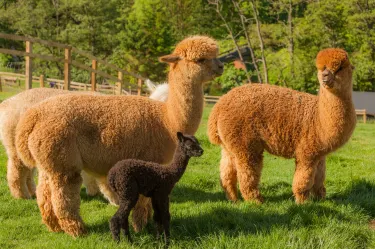 Leven Valley Alpacas