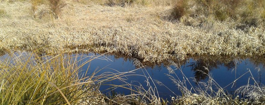 Sinclair Wetlands