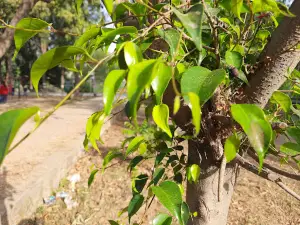 The street bite