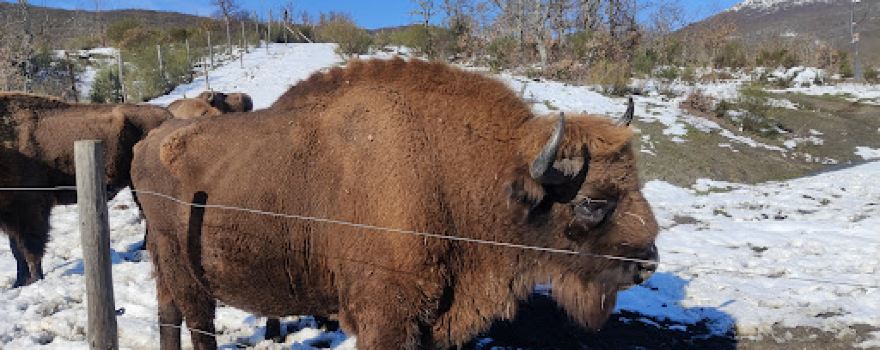 Reserva de Bisontes San Cebrián de Mudá