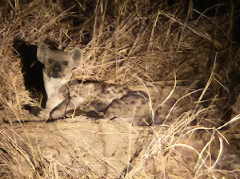 Lion Camp, South Luangwa National Park