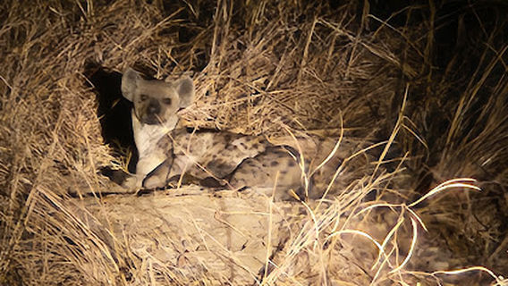 Lion Camp, South Luangwa National Park