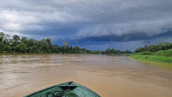Proboscis Lodge Bukit Melapi