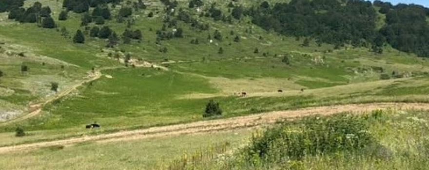Dari Hill