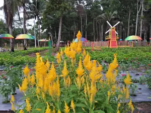 Taman Bunga Celosia Domorou