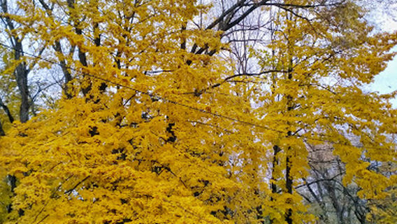 Memorial Pogibshim Derevnyam