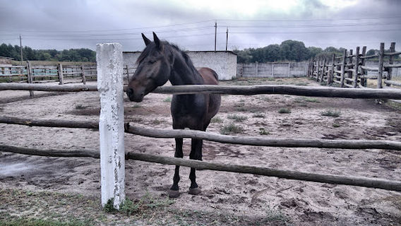 Ferma Strausiv Ostrich Farm