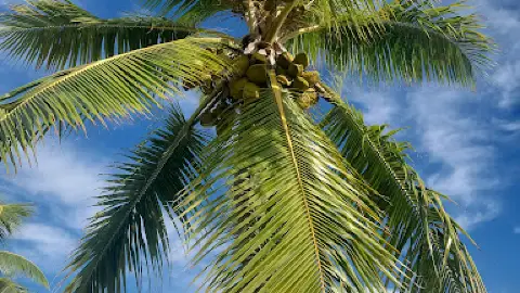 fake hanging plants for outdoors Hanging Sprengeri Fern | UV Treated Fake Outdoor Plants