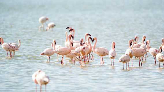 Noomotio Observation Point