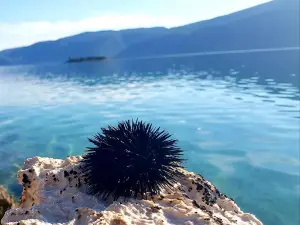 Feral Beach Restorant